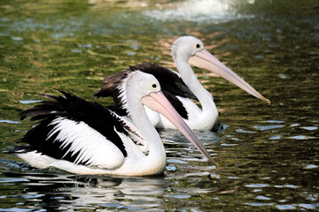 pelican on the water