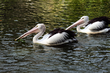 pelicans on the water