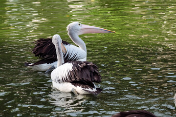 white pelican