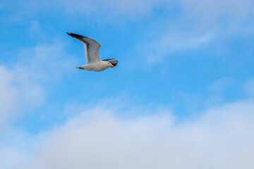 Fototapeta na wymiar Isolated Seagull Patagonia Chile