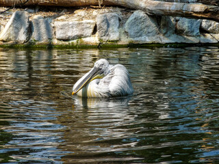 Austria, Vienna,  a pelican bird swimming in water