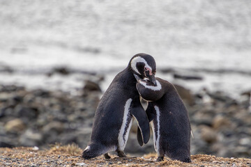 Magellanic Penguins Punta Arenas Patagonia Chile