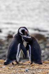 Magellanic Penguins Punta Arenas Patagonia Chile