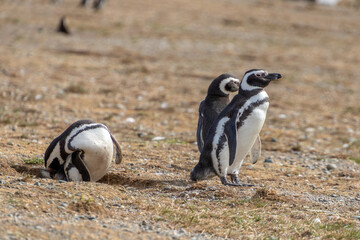 Magellanic Penguins Punta Arenas Patagonia Chile