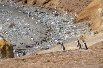 Magellanic Penguins Punta Arenas Patagonia Chile