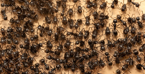 Macro photo of group of black ants on the wall.