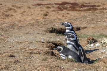 Magellanic Penguins Isla Magdalena, Patagonia, Chile Isla Magdalena, Patagonia, Chile