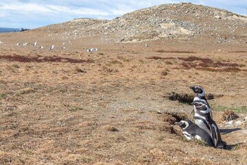Fototapeta na wymiar Magellanic Penguins Isla Magdalena, Patagonia, Chile Isla Magdalena, Patagonia, Chile