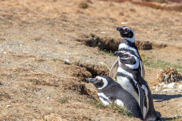 Magellanic Penguins Isla Magdalena, Patagonia, Chile Isla Magdalena, Patagonia, Chile
