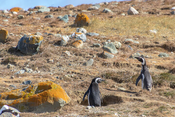 Magellanic Penguins Isla Magdalena, Patagonia, Chile Isla Magdalena, Patagonia, Chile