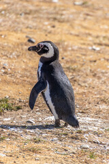 Wild Magellan Penguin Patagonia Chile