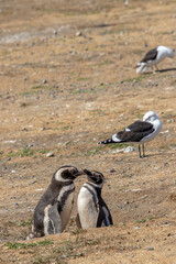 Couple of Penguins Chiean Anctartica