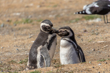 Couple of Penguins Chiean Anctartica