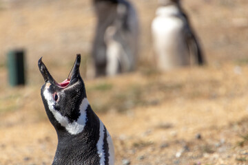 Magellanic Penguins Punta Arenas Patagonia Chile