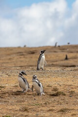 Magellanic Penguins Isla Magdalena, Patagonia, Chile Isla Magdalena, Patagonia, Chile