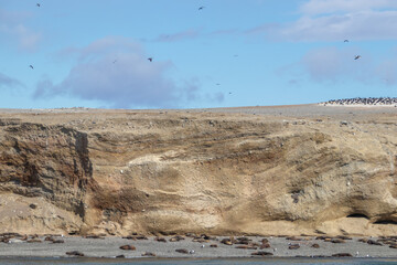Sea Lions Isla Marta Patagonia Chile