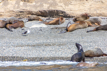 Fototapeta premium Sea Lions Isla Marta Patagonia Chile