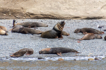 Fototapeta premium Sea Lions Isla Marta Patagonia Chile