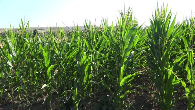 Corn Field, Cultivated Land, Cereals, Maize Harvest, Agriculture Crops, Agrarian Farming Production