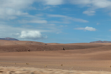 Fototapeta na wymiar Wild vicugnas or guanacos in Atacama Desert