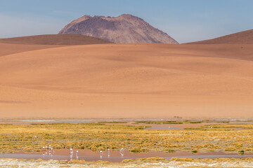 Quepiaco river wetland Atacama Desert Chile
