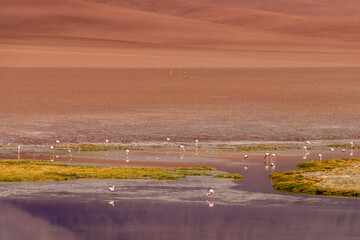 Wild Pink Flamingos Atacama Desert Chile