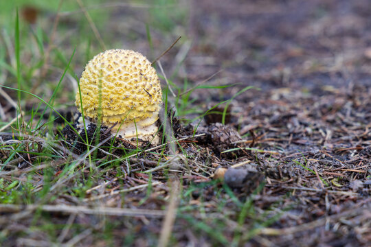 Funghi closeup of fresh young yellow Amanita popping out of the soil in the forest. Specific species unknown.