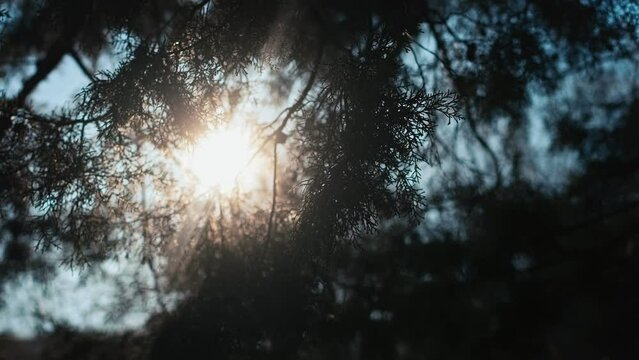 A beautiful cinematic shot. Sun rays shine through cypress branches.