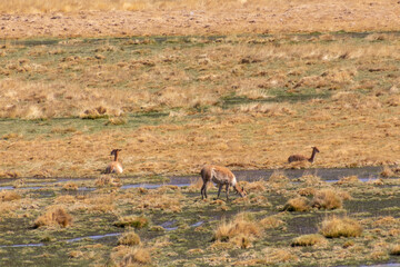 Vicugna Vicugna Atacama Desert Chile