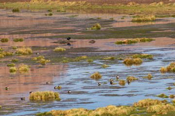 Wild ducks atacama desert Chile
