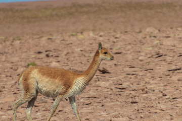 Vicugna Vicugna Atacama Desert Chile