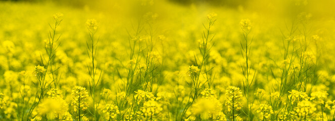 Obraz premium Background of yellow rapeseed
