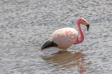 Pink Flamingo Atacama Chile