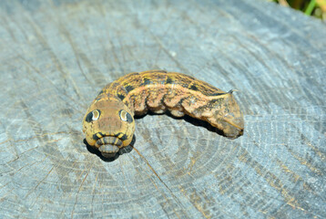 Caterpillar of hawkmoth