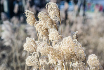The tops of the stems of the dried plant cane. Yellow stalks of dried plant cane. 