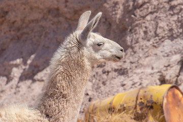Lama glama portrait desert Atacama