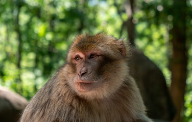 Naklejka na ściany i meble Barbary macaque, Macaca sylvanus, primate head portrait