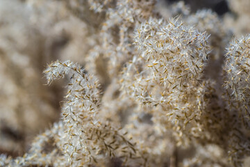 The tops of the stems of the dried plant cane. Yellow stalks of dried plant cane. 