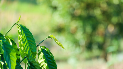 Close up view of green coffee tree top leaves with blur background                              