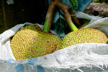 Jackfruit hanging on a tree wrapped in a sack