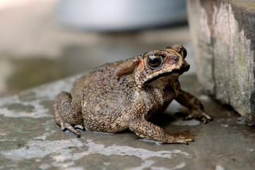 Southeast Asian spiny frog. This rough-skinned amphibian has the scientific name Bufo melanostictus.