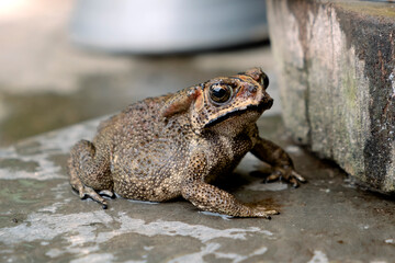 Southeast Asian spiny frog. This rough-skinned amphibian has the scientific name Bufo melanostictus.