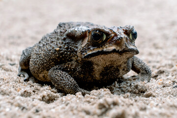 Southeast Asian spiny frog. This rough-skinned amphibian has the scientific name Bufo melanostictus.