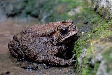 Southeast Asian garden frog Bufo melanostictus from Indonesia