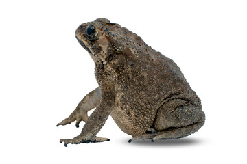 Asian common toad (Bufo melanostictus) isolated on white background with clipping path