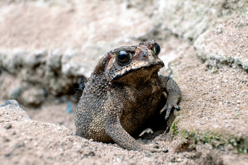 Southeast Asian garden frog Bufo melanostictus from Indonesia