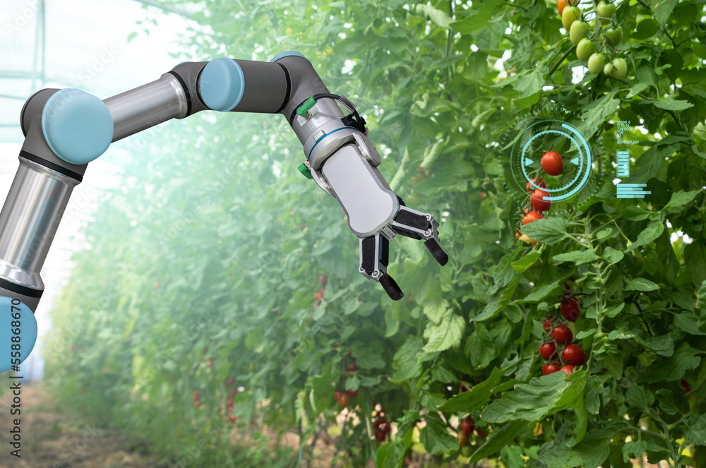 Aufkleber robot is working in greenhouse with tomatoes. smart farming and digital agriculture 4.0