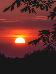 sunset in the forest