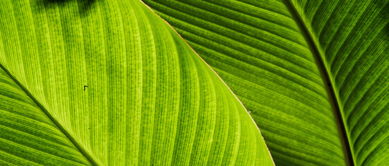 Macro Shot Of Green Leaf