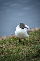 seagull on the grass